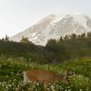Brown deer grazing in an alpine meadow with white wildflowers, coniferous forest, and a snow-capped mountain in the background.